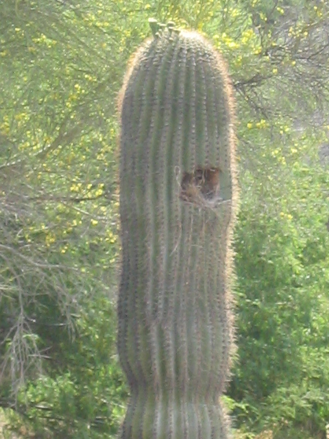 458x617 pixels (194K)